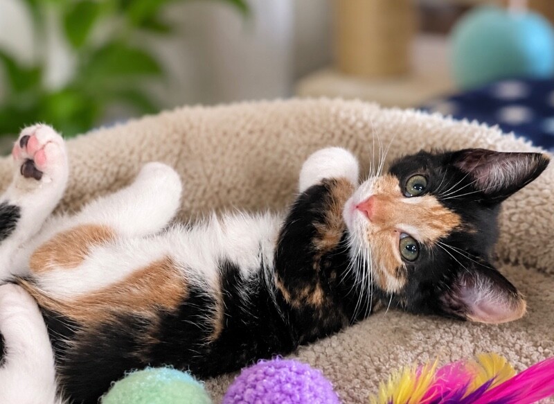 View Harmony the Cat Photo #2