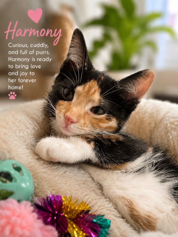 Learn More About Harmony Harmony - Cat