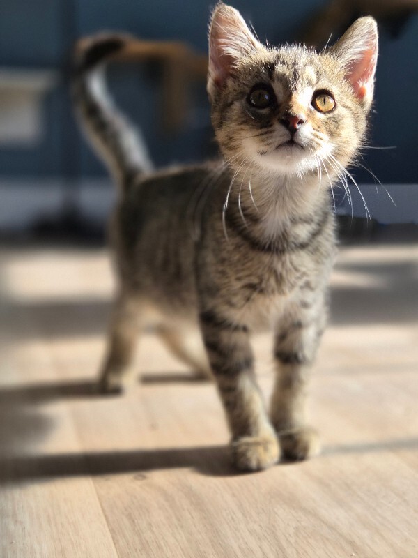 View Juniper the Cat Photo #2