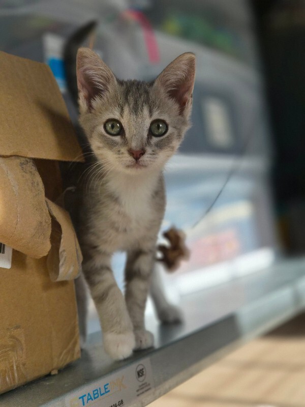 View Clover the Cat Photo #2