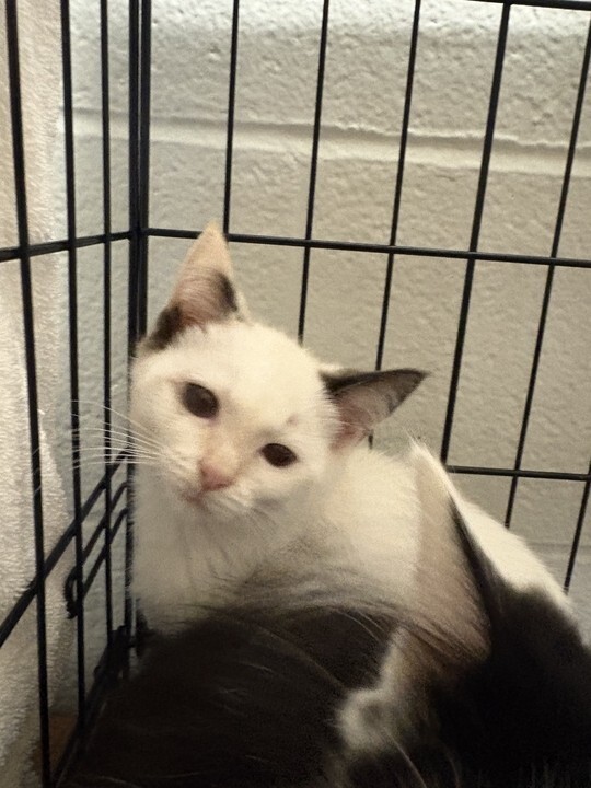 Learn More About Lucy Lucy - Cat