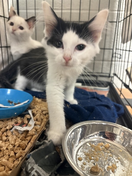 Learn More About Linus Linus - Cat