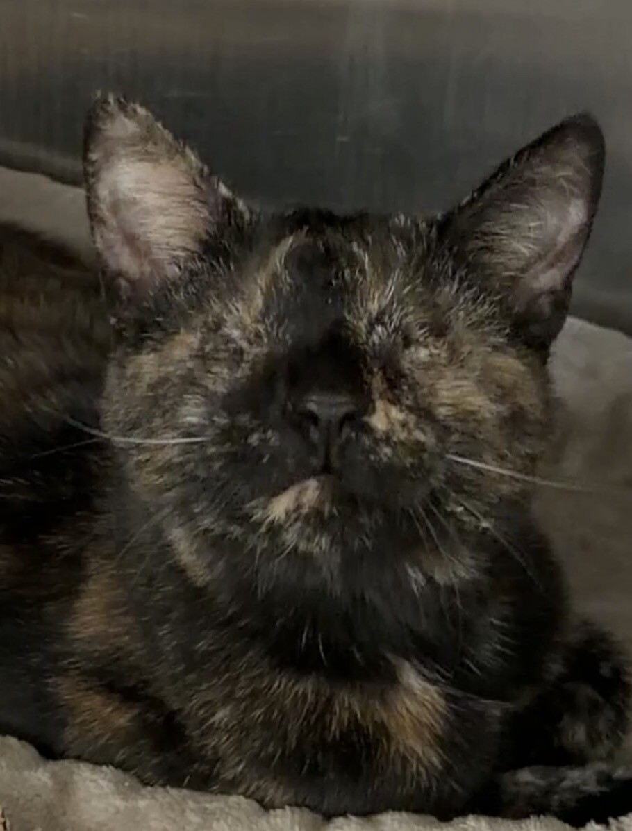 View Ellie the Cat Photo #4