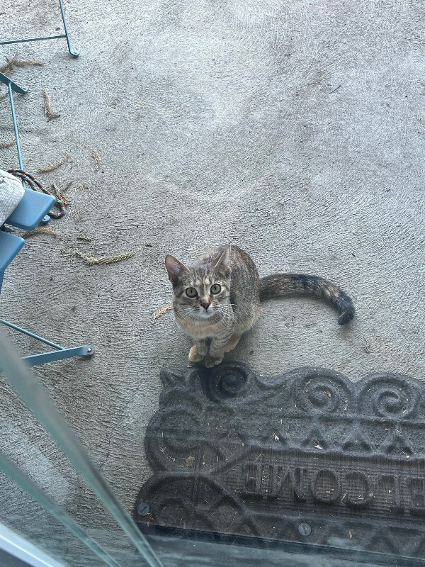 Help Rehome This Cat Unknown