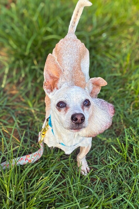 View Porky the Dog Photo #3