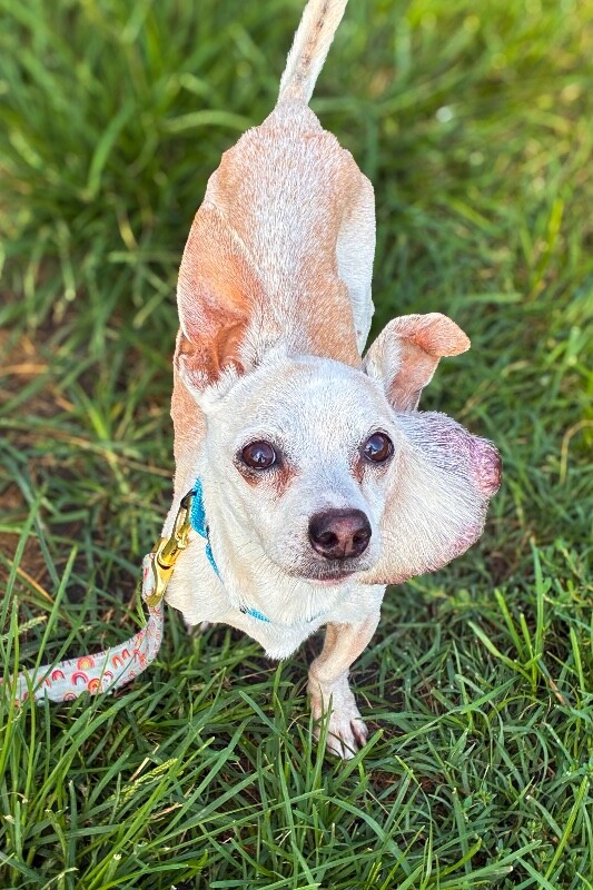 View Porky the Dog Photo #2