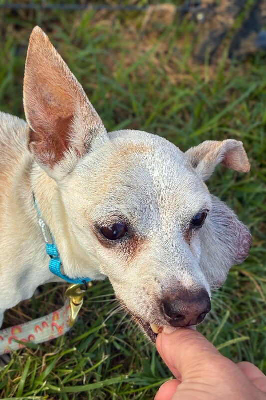 View Porky the Dog Photo #4