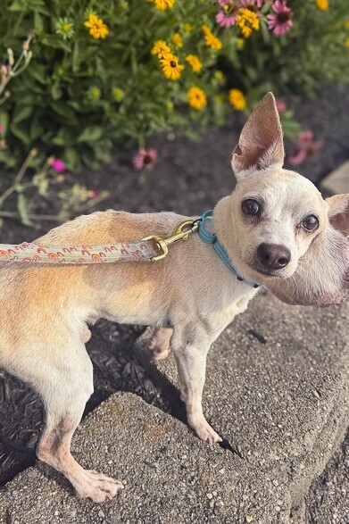 View Porky the Dog Photo #5