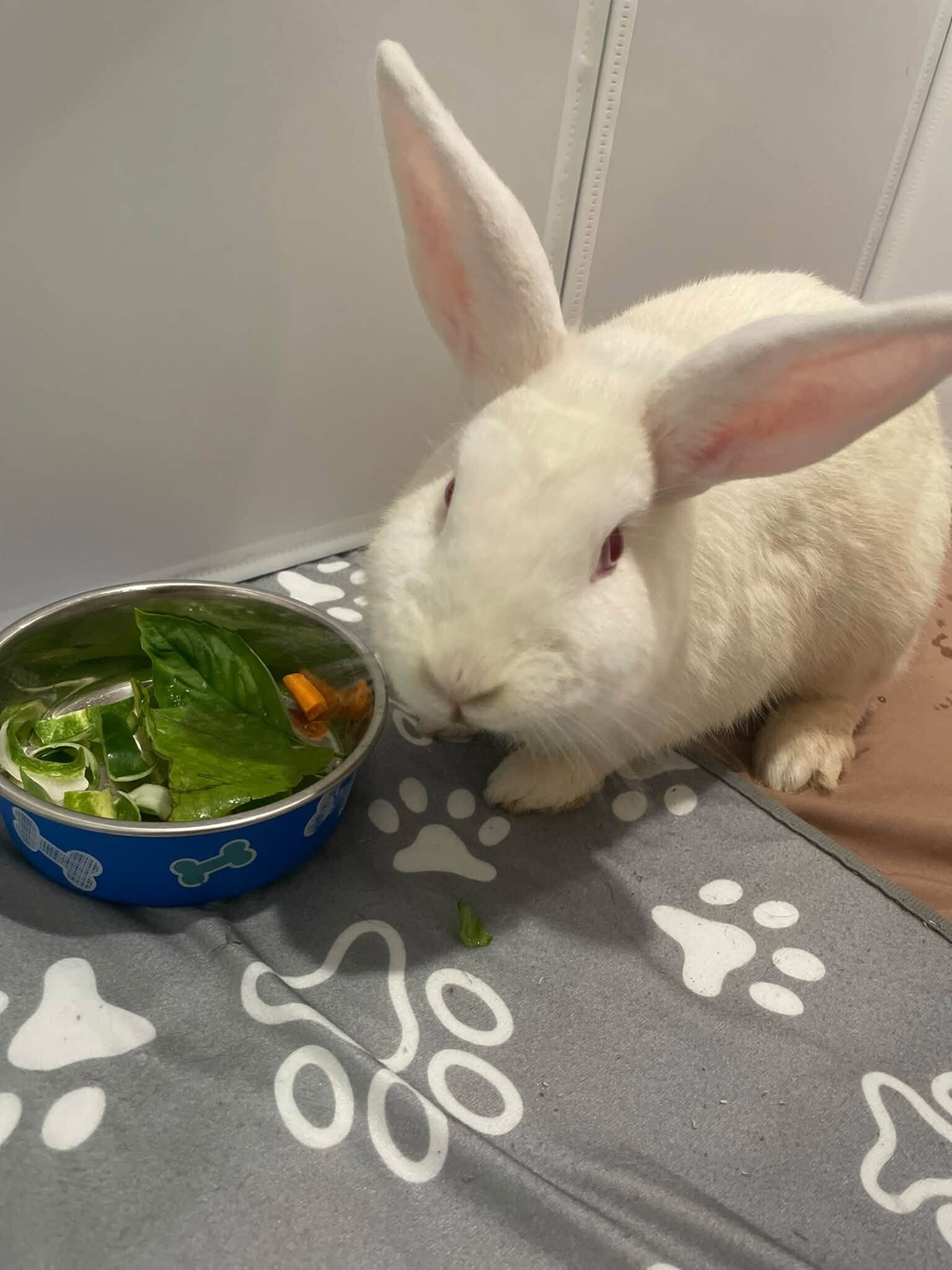 View Oregano the Rabbit Photo #6