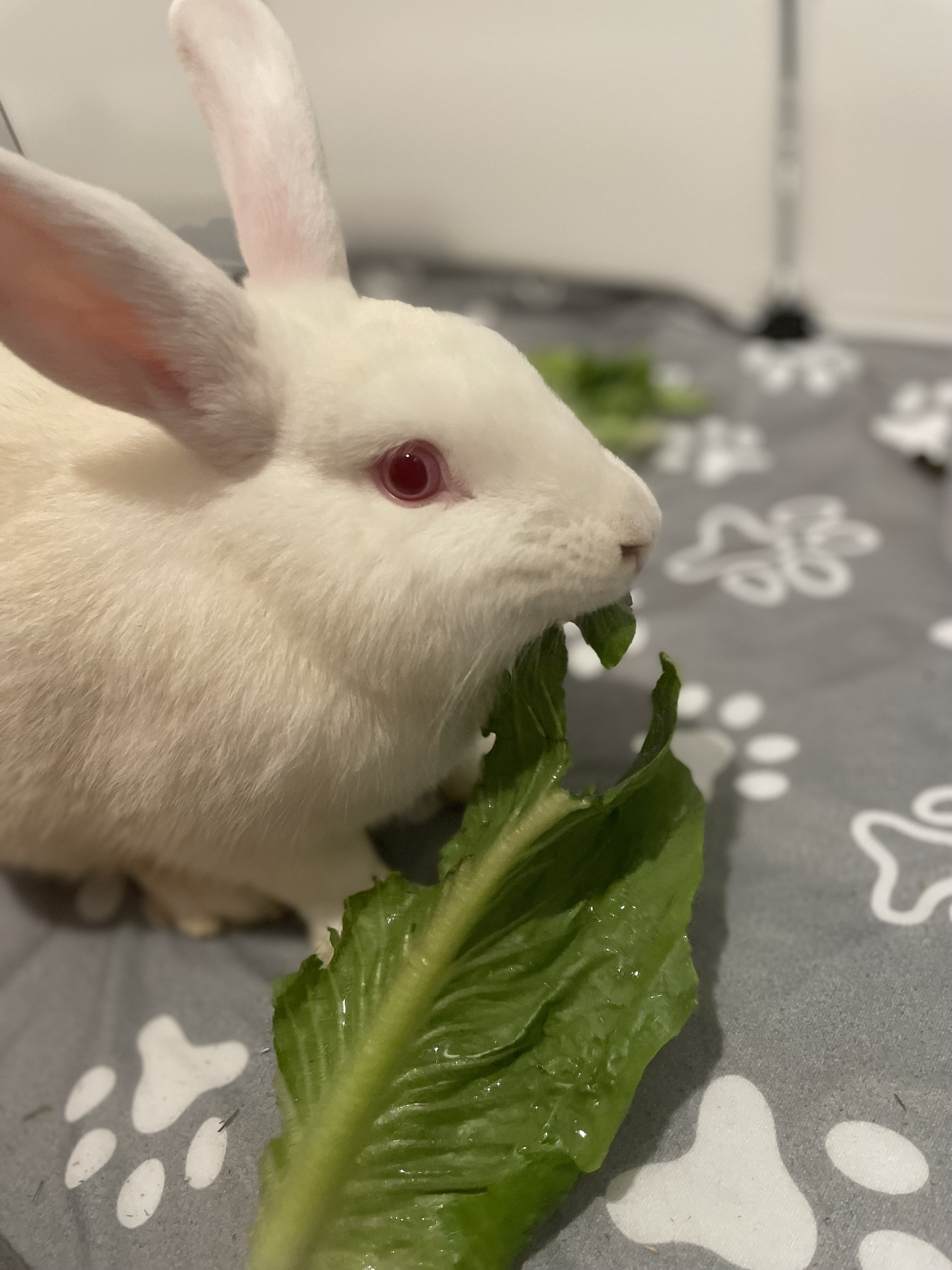 View Oregano the Rabbit Photo #4