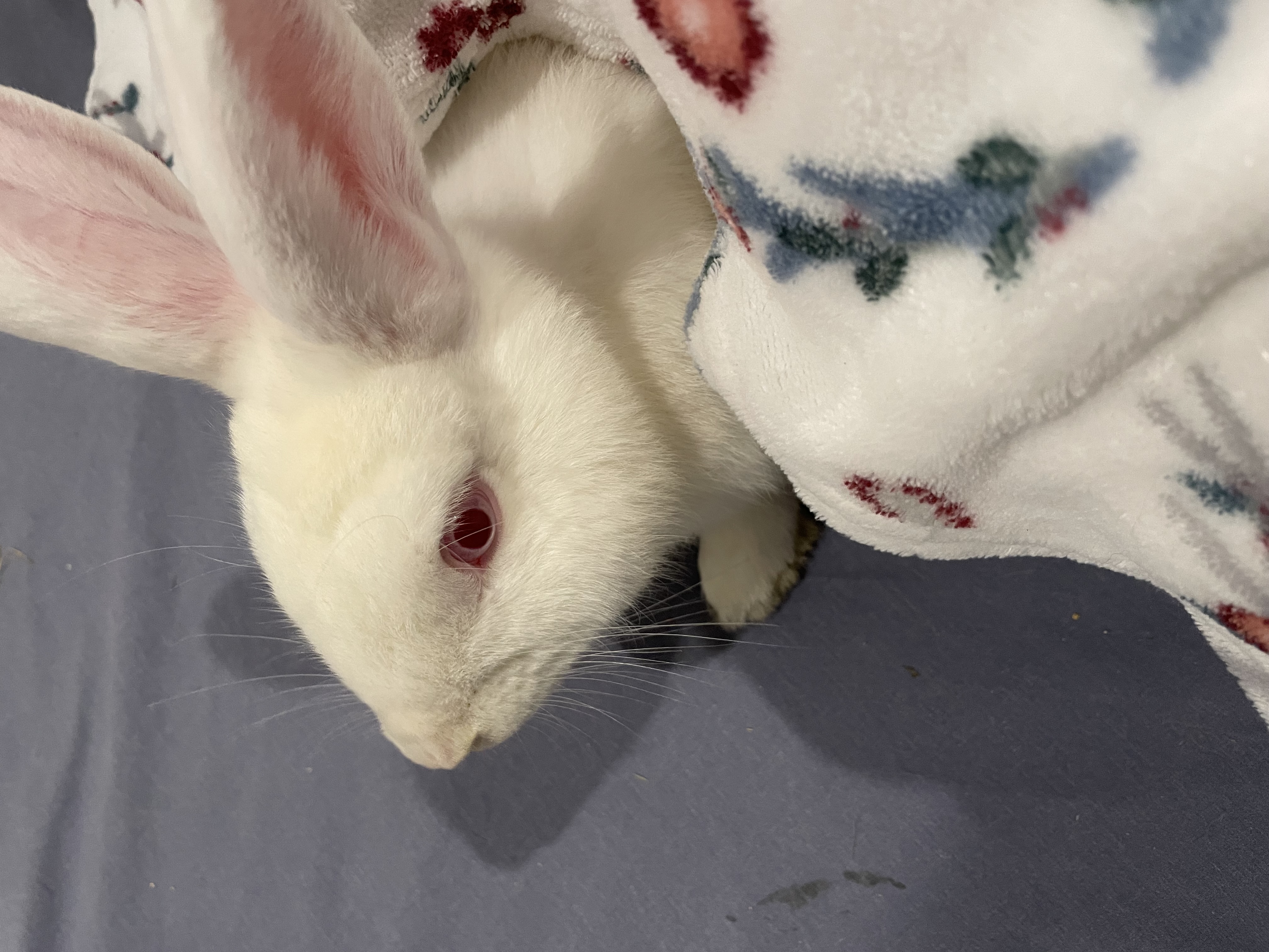 View Oregano the Rabbit Photo #5
