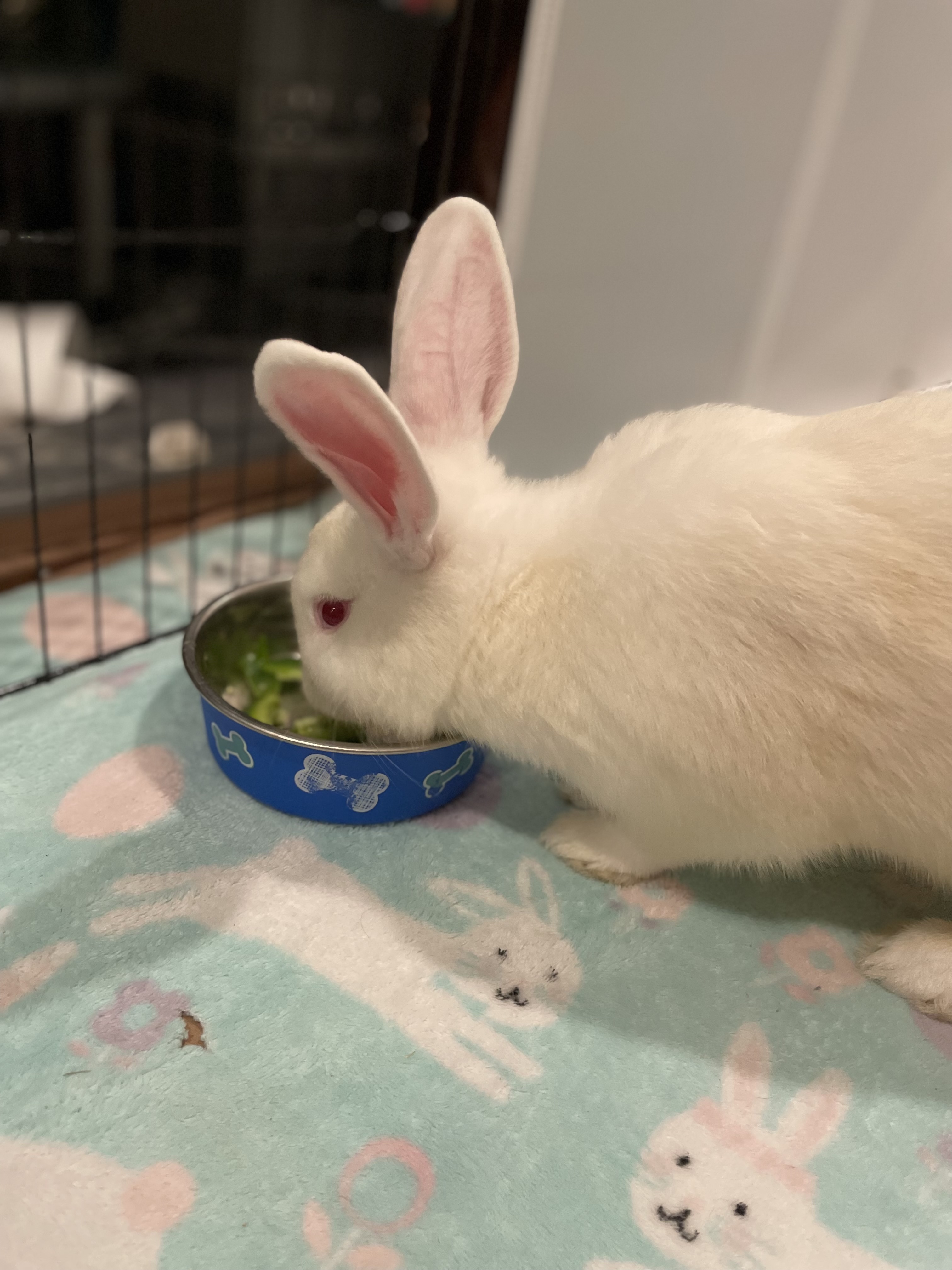 View Oregano the Rabbit Photo #2