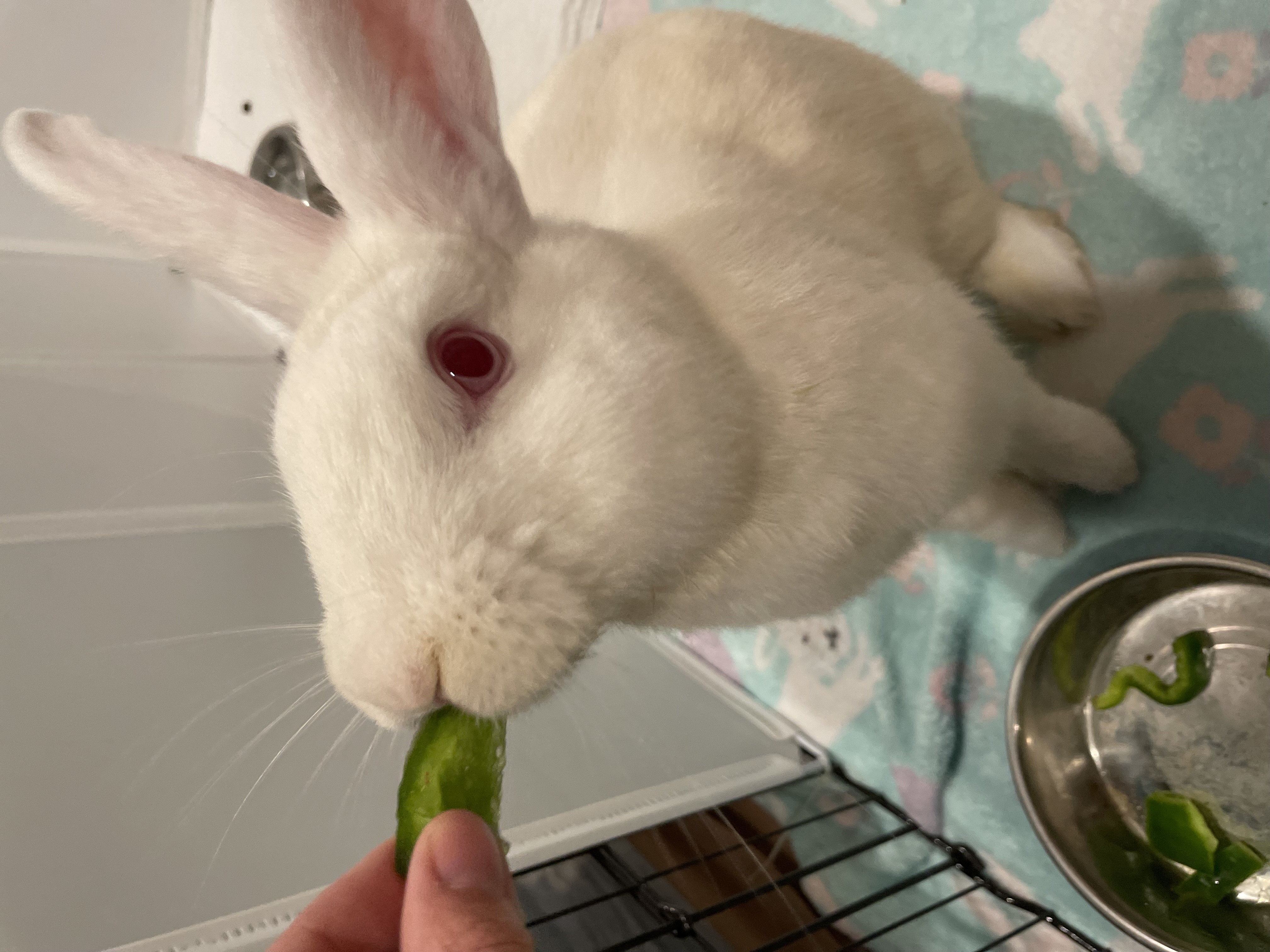 Oregano - Rabbit