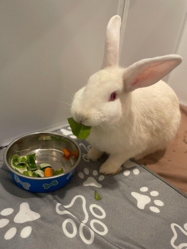 View Oregano the Rabbit Photo #3