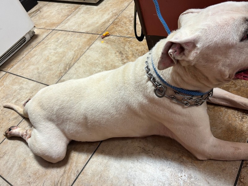 View Jj Watt the Dog Photo #4