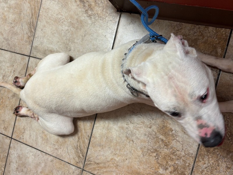 View Jj Watt the Dog Photo #2