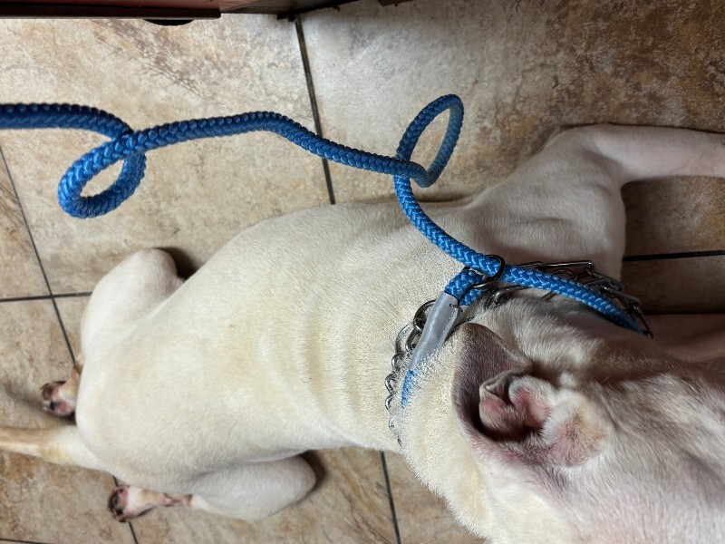View Jj Watt the Dog Photo #3