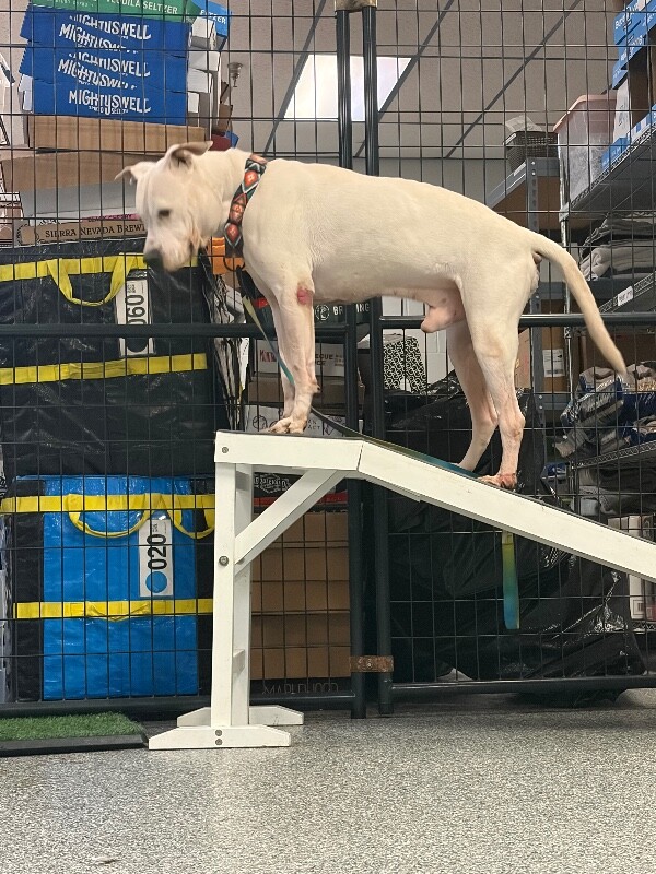 View Jj Watt the Dog Photo #5