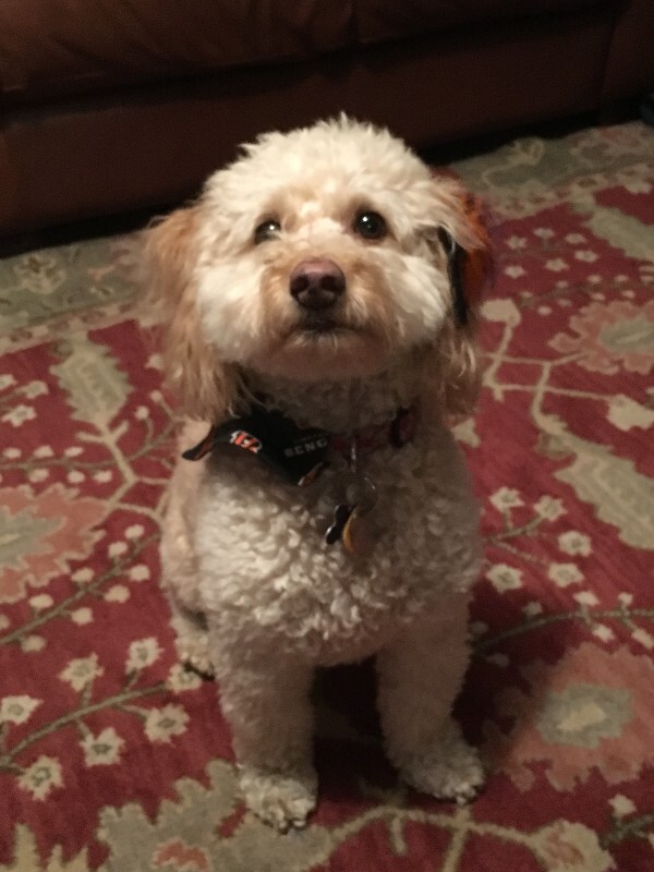 Help Rehome This Dog Sophie