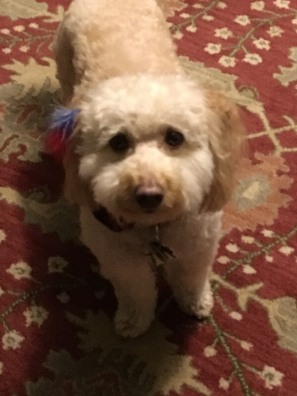 View Sophie the Dog Photo #2