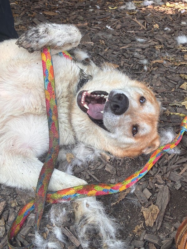 Help Rehome This Dog Lil Peep