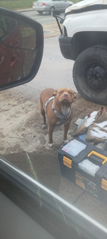 Help Rehome This Dog Chica