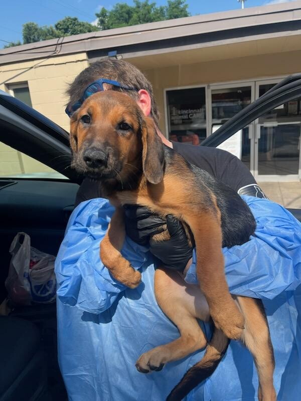 Help Rehome This Dog Victory