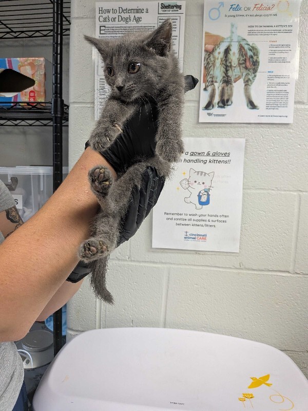 Help Rehome This Cat Cleats