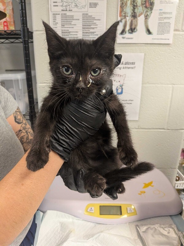Learn More About Whistle Whistle - Cat