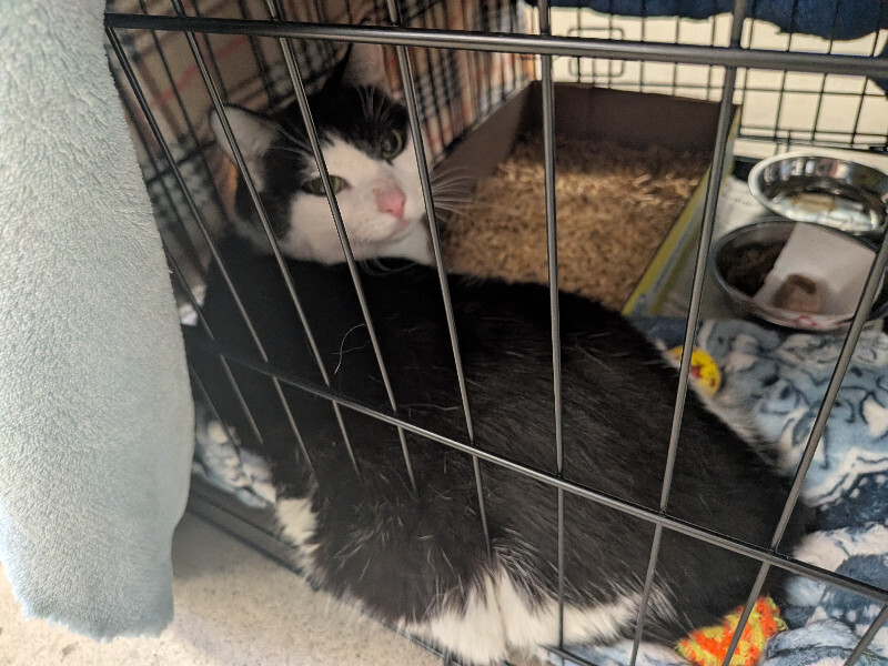 Learn More About Eleanor Eleanor - Cat