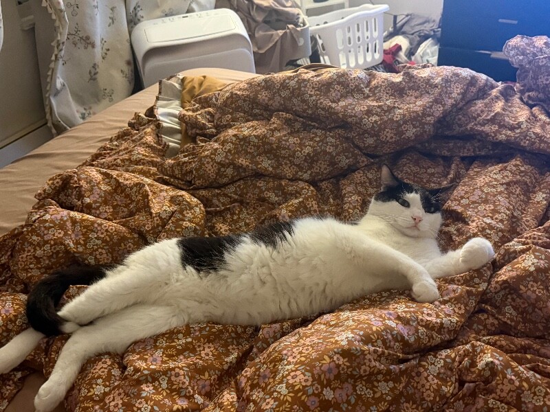 Eleanor - Cat