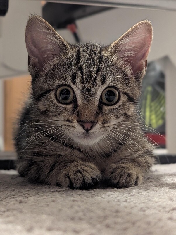 Pants - Cat