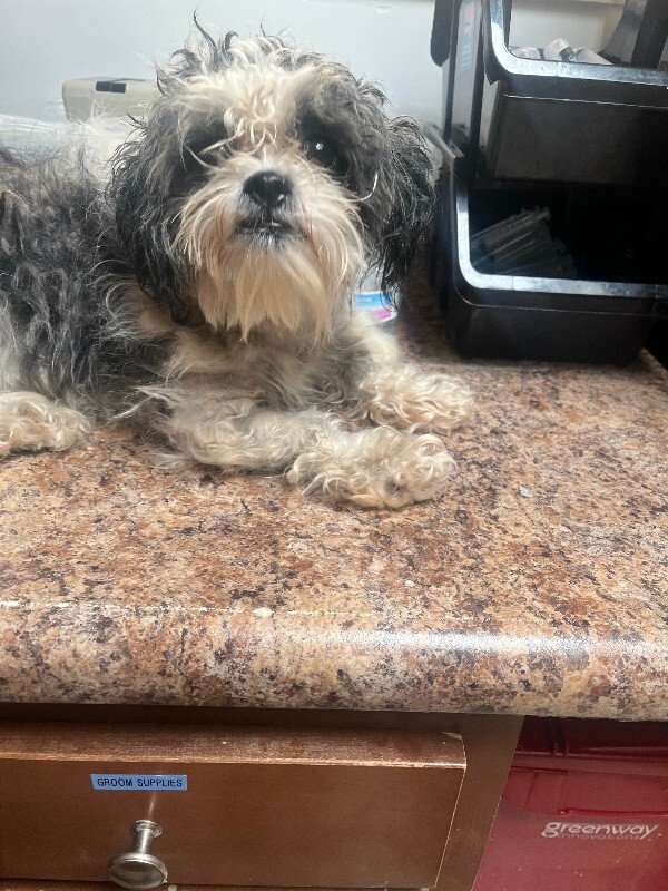 Help Rehome This Dog Stray