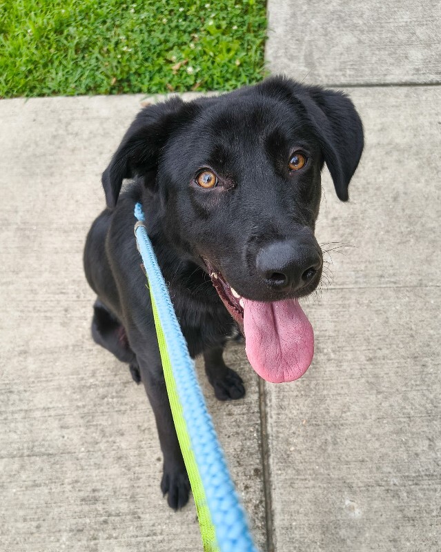 Louisville - Dog