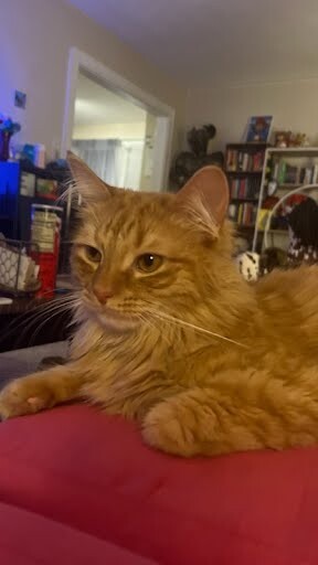 Learn More About Curry Curry - Cat