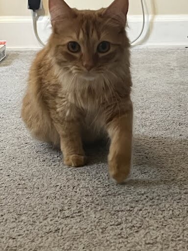 View Curry the Cat Photo #5