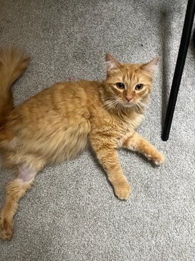 View Curry the Cat Photo #4
