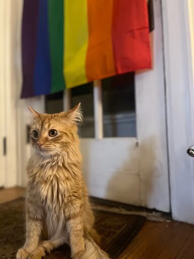 View Curry the Cat Photo #3