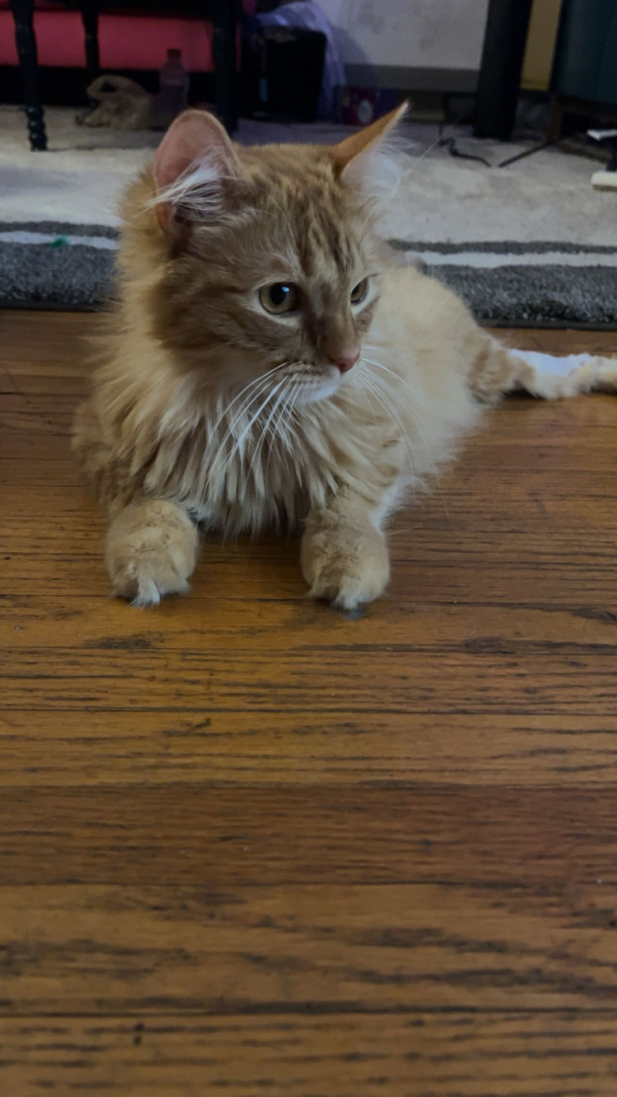 View Curry the Cat Photo #8