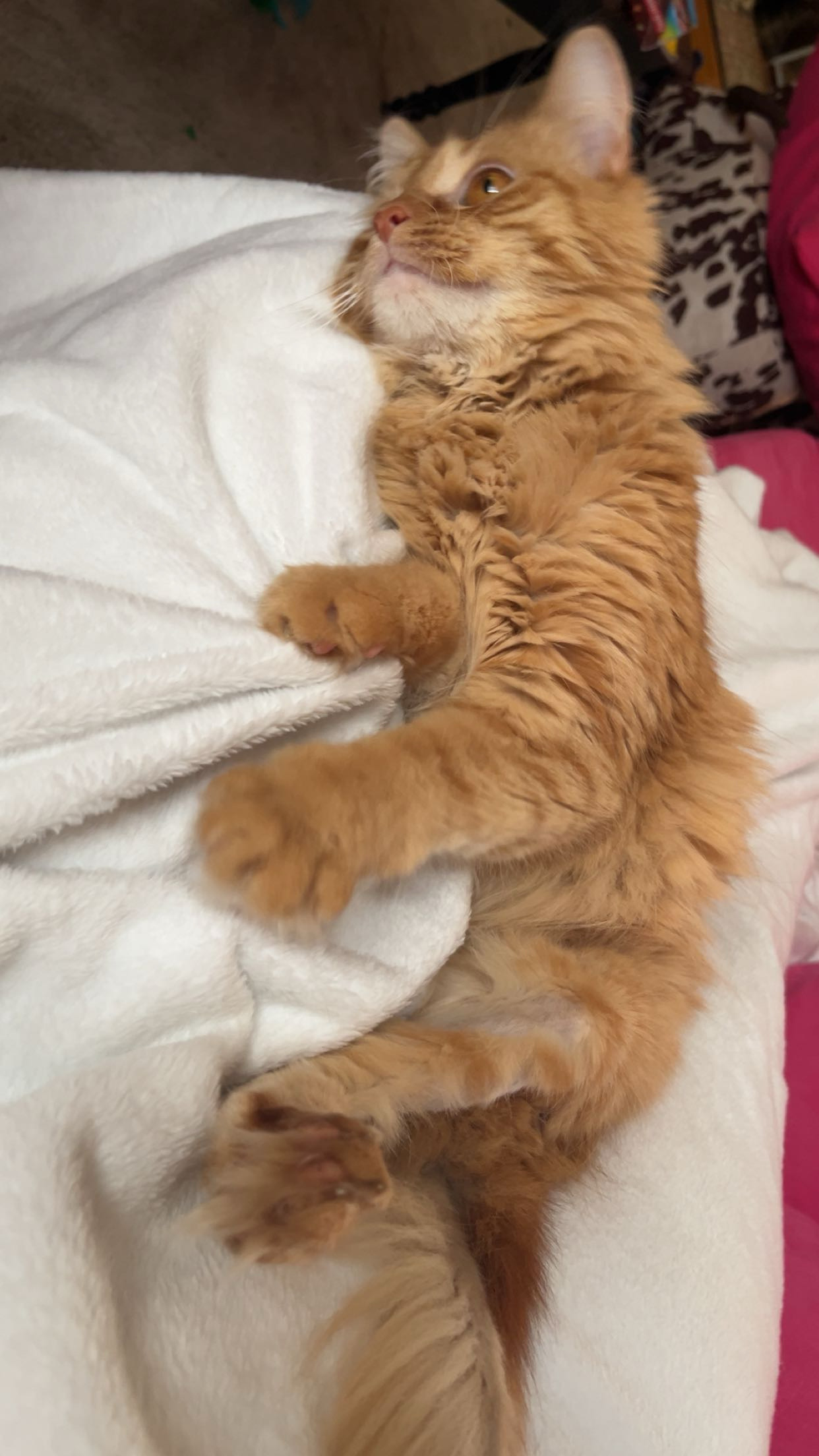 View Curry the Cat Photo #7
