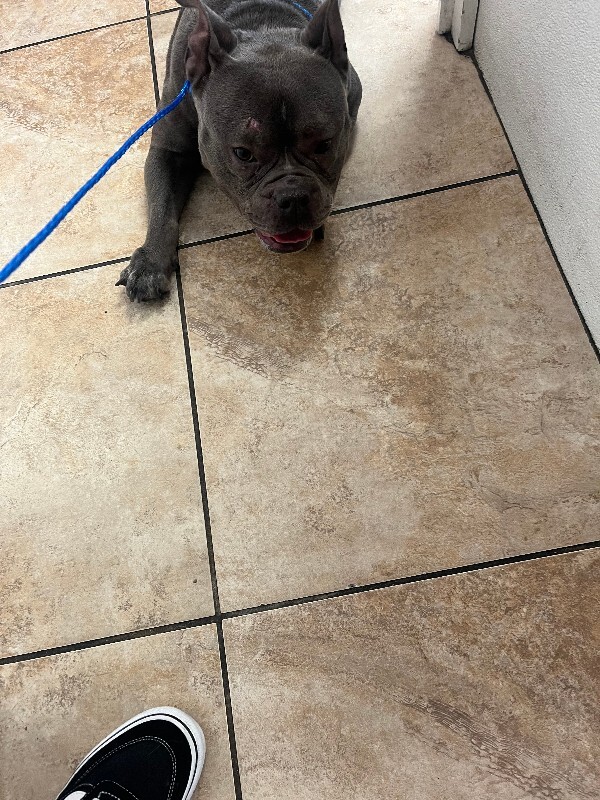 View Honey Boo Boo the Dog Photo #2