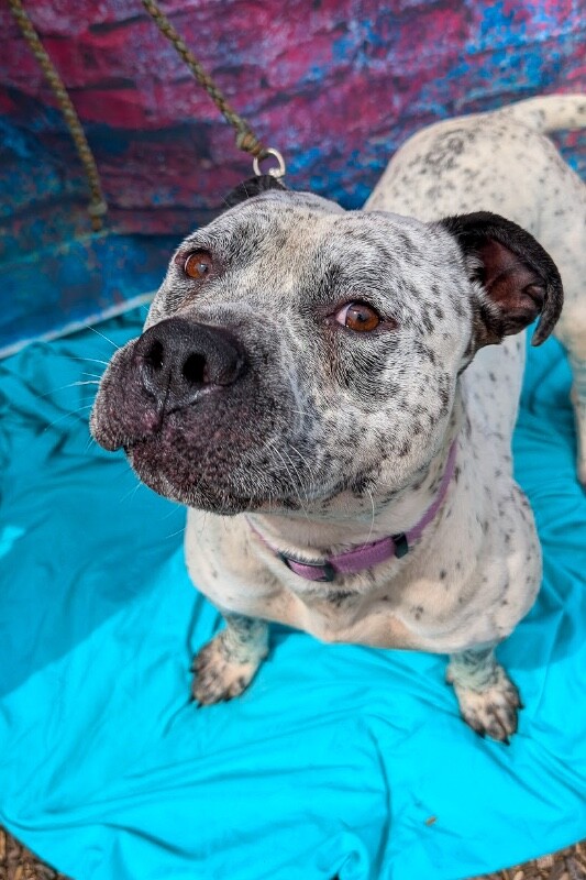 View Chips Ahoy the Dog Photo #5