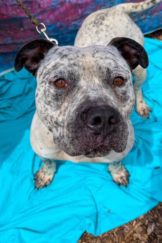 View Chips Ahoy the Dog Photo #4