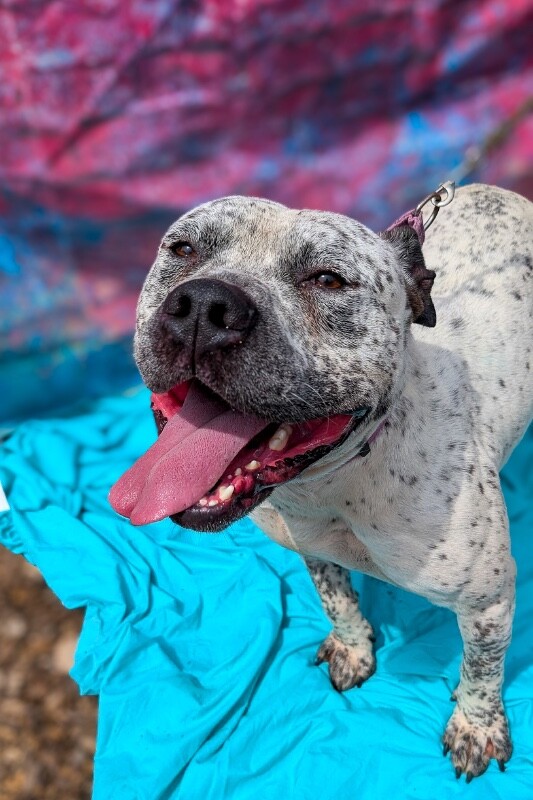 View Chips Ahoy the Dog Photo #2