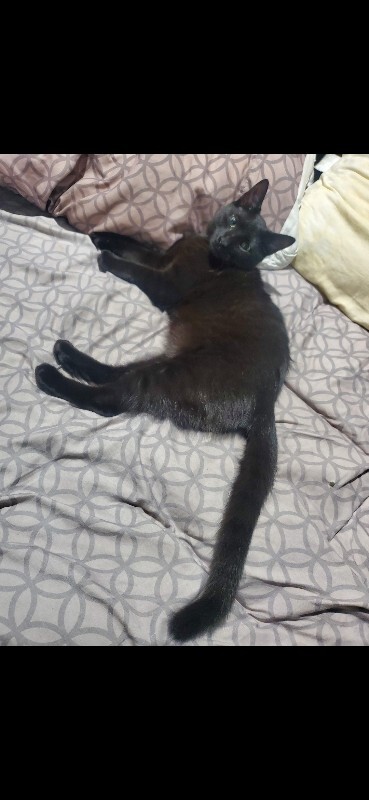 Help Rehome This Cat Rex