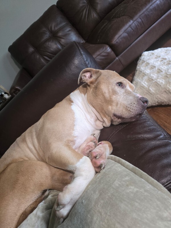 Learn More About Moo Moo Moo Moo - Dog