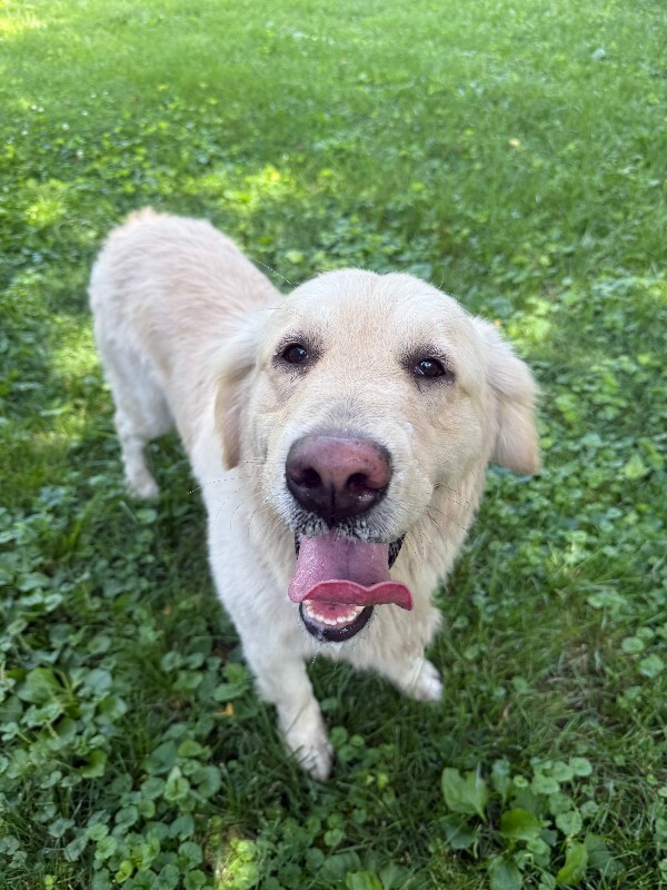 Help Rehome This Dog Unknown