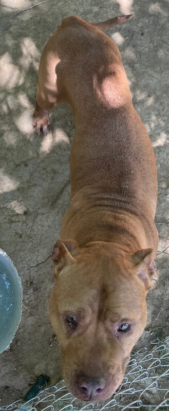 View Ginger the Dog Photo #4