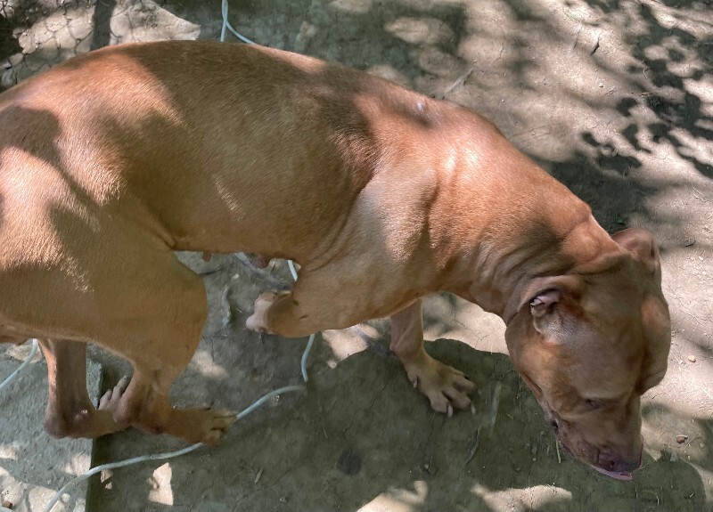 View Ginger the Dog Photo #2