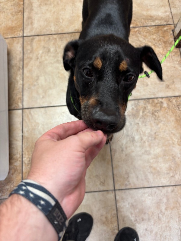 View Roro the Dog Photo #2